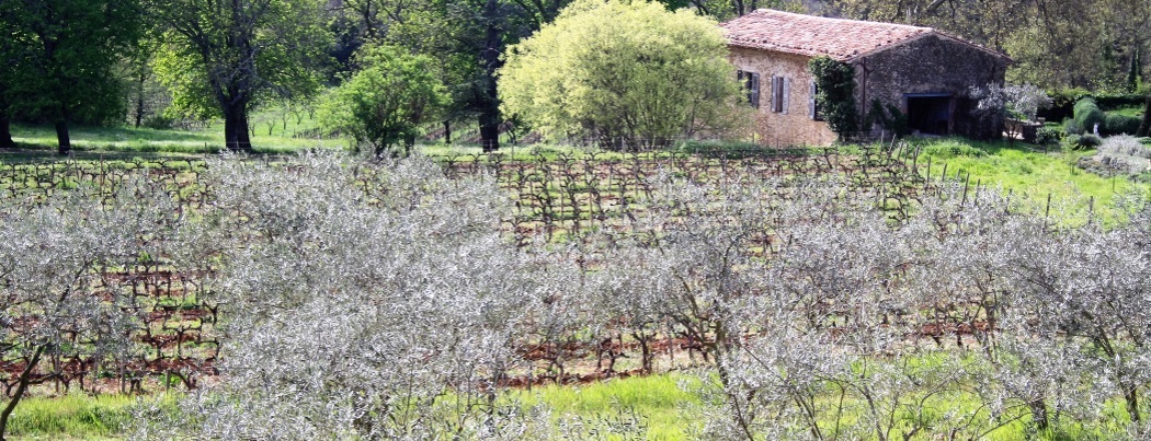 Olivenöl - Château Margüi